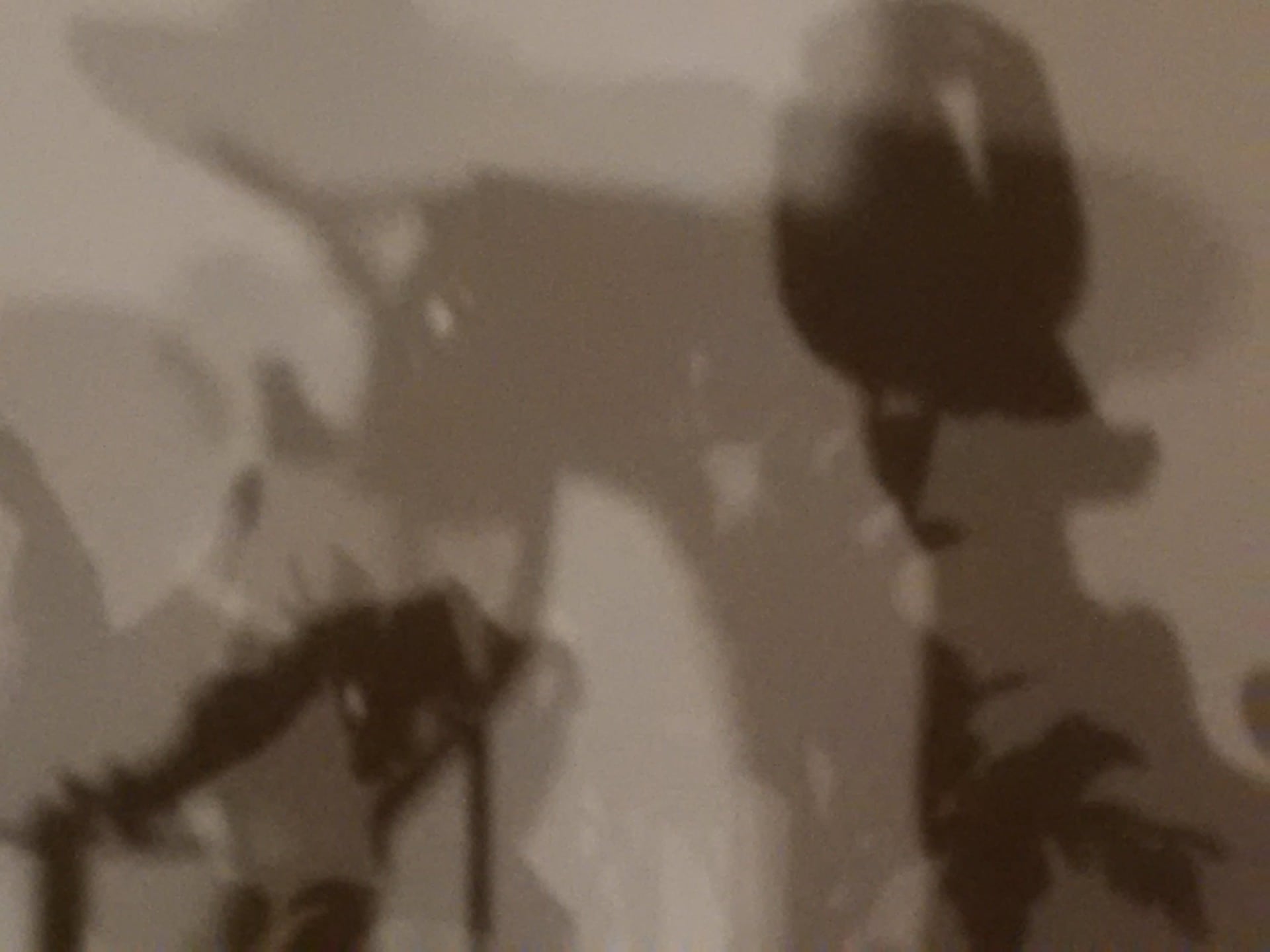 Schattentanz, ©omgkingue_Schattentanz, ©omgkingue_Schattentanz